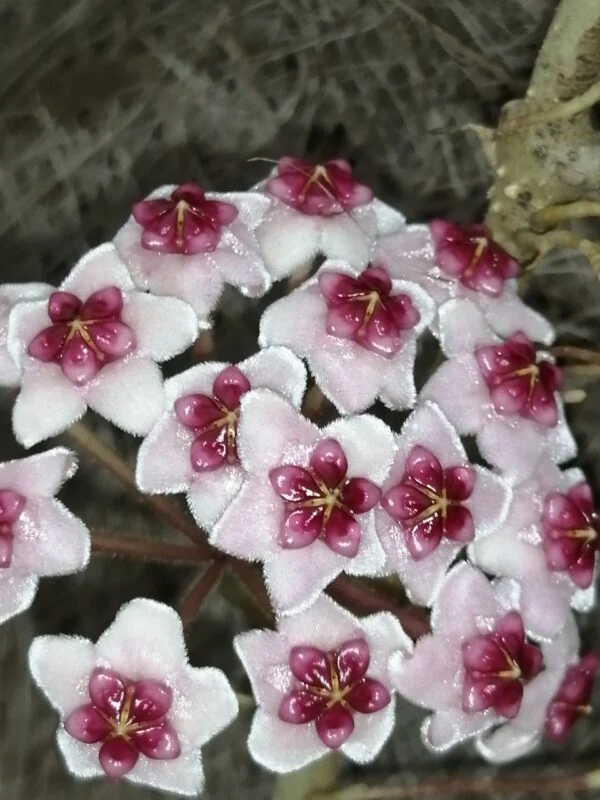 Hoya obovata, foto 4