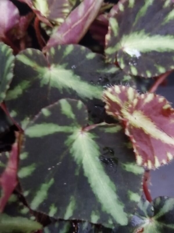 Begonia cleopatrae - immagine 5