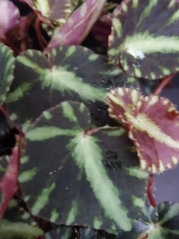 Begonia cleopatrae, foto 5
