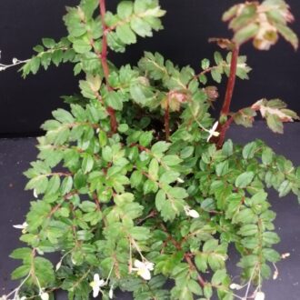 Begonia foliosa