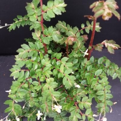 Begonia foliosa var. miniata