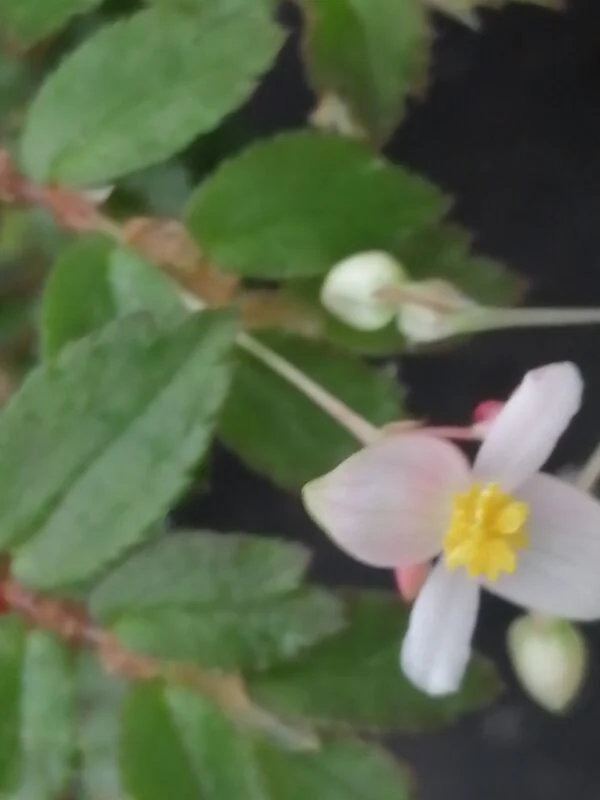 Begonia foliosa var. miniata, foto 2