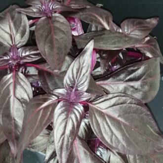 Iresine herbstii Blood Leaf
