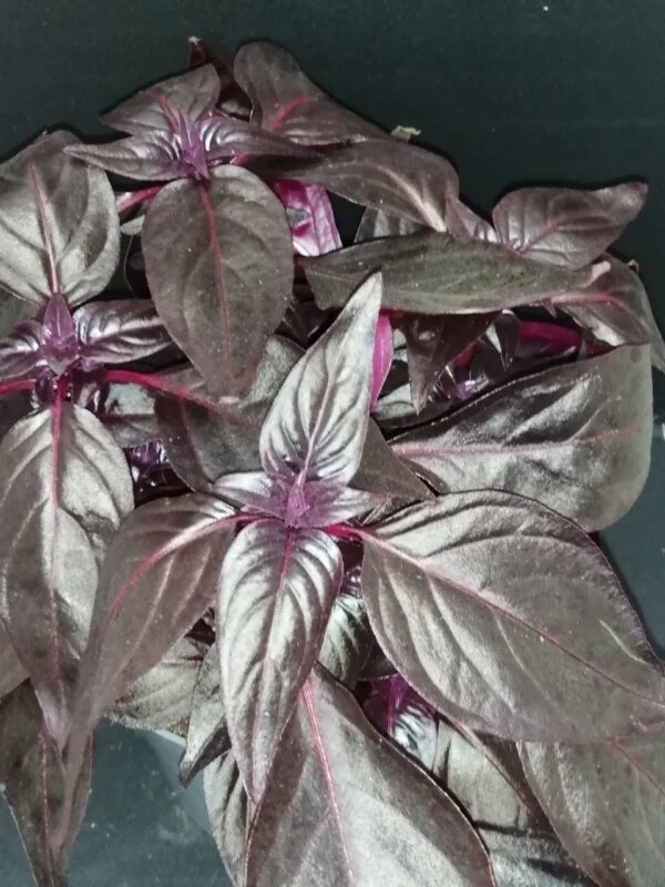 Iresine herbstii Blood Leaf, pianta da interno e da esterno