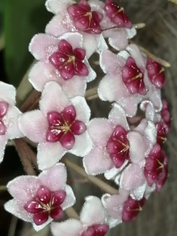 Hoya obovata, foto 5
