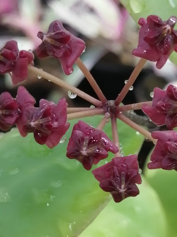 Hoya lucardenasiana - immagine 2