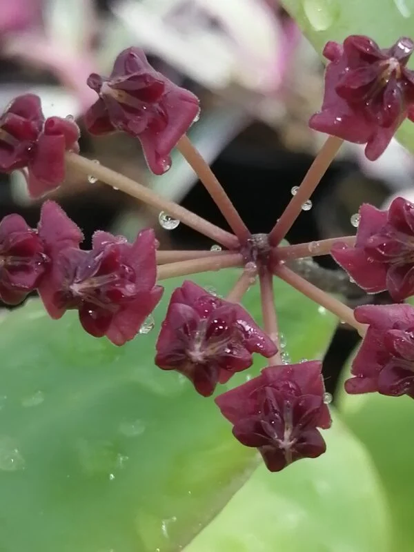 Hoya lucardenasiana, foto 2