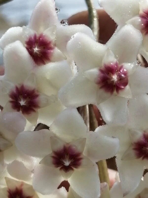 Hoya carnosa White flowers, foto 2