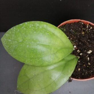 Hoya Puom Siam Ruby