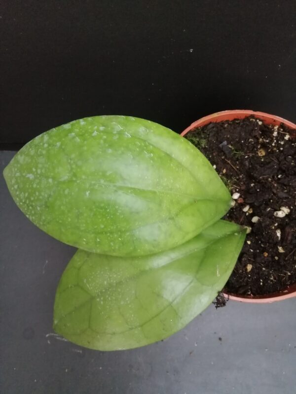 Hoya Puom Siam Ruby