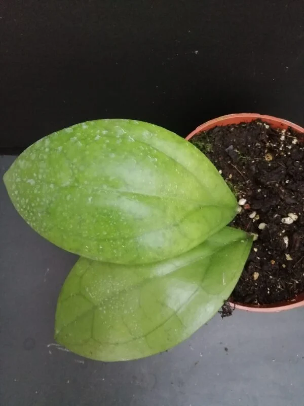 Hoya Puom Siam Ruby, pianta da interno