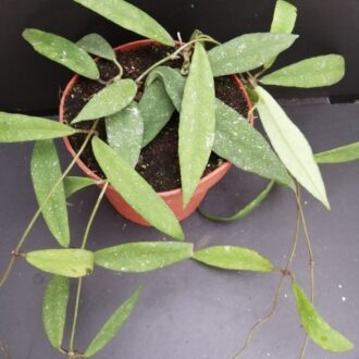 Hoya scortechinii