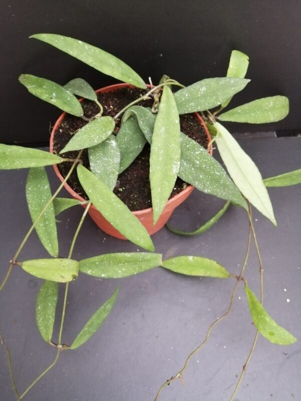 Hoya scortechinii