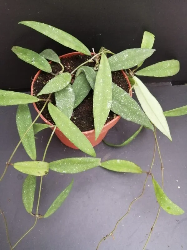 Hoya scortechinii, pianta da interno