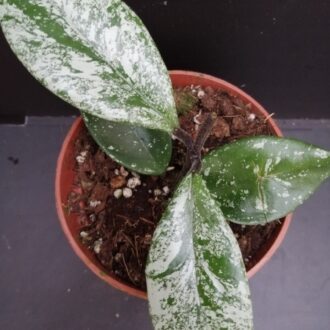 Hoya Stardust