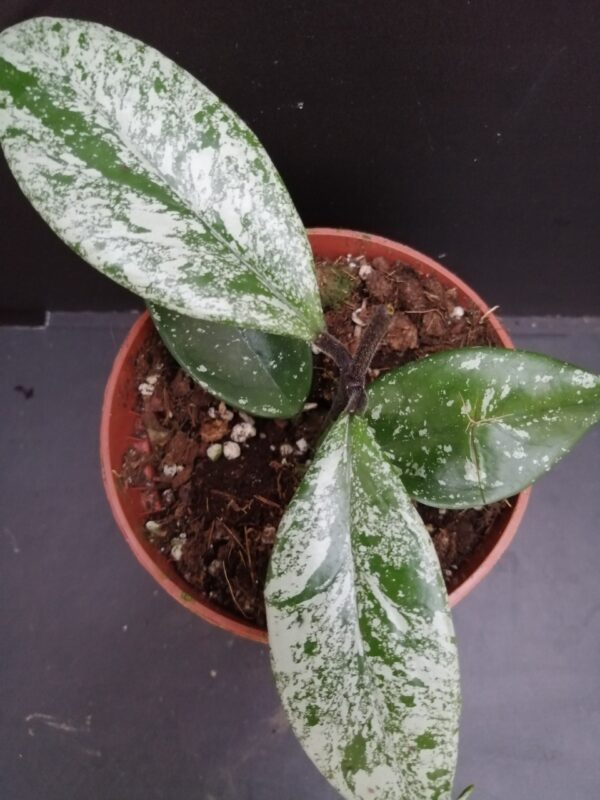 Hoya Stardust