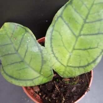 Hoya ranauensis
