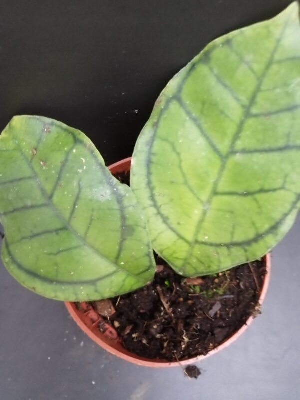 Hoya ranauensis