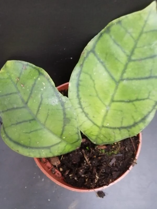 Hoya ranauensis, pianta da interno