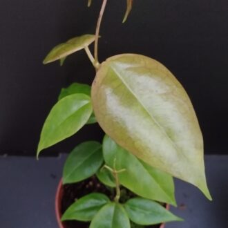 Hoya paziae