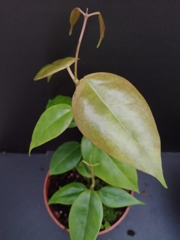 Hoya paziae