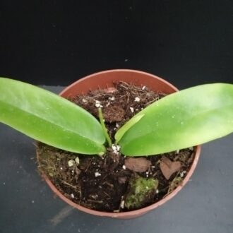 Hoya Black Dragon