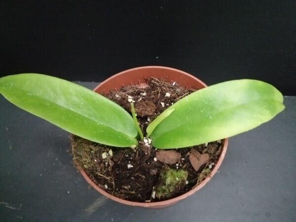 Hoya Black Dragon