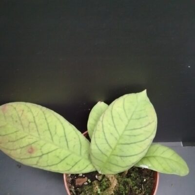 Hoya sp. Sabah pianta giovane