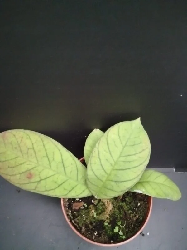 Hoya sp. Sabah pianta giovane, pianta da interno