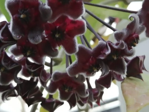 Hoya pubicalyx Royal Hawaiian Purple, foto 3
