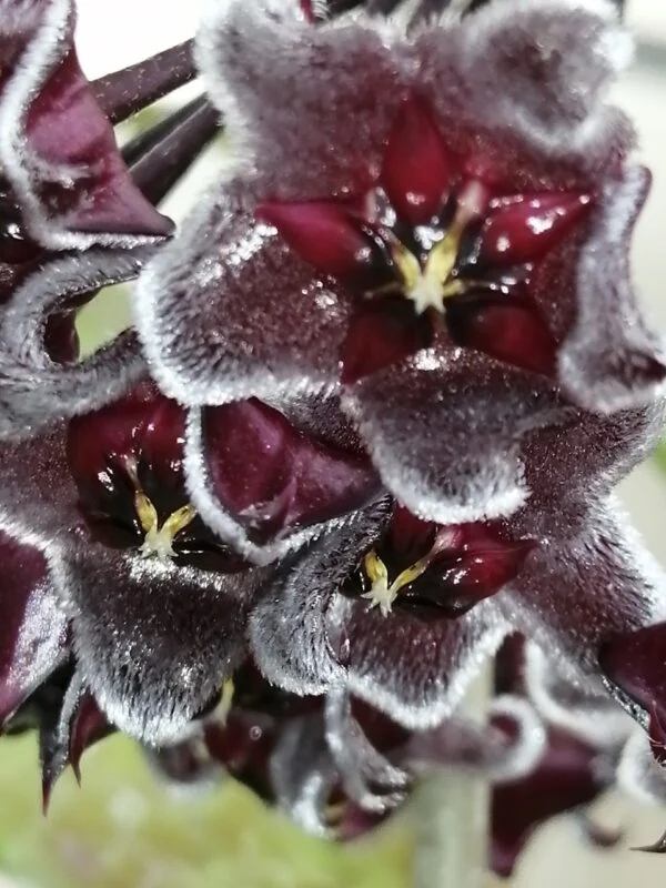 Hoya pubicalyx Royal Hawaiian Purple, foto 2