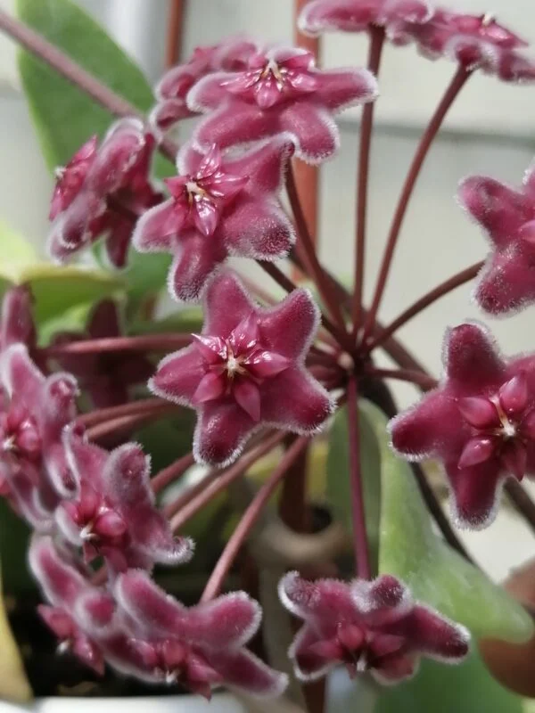 Hoya pubicalyx, foto 2