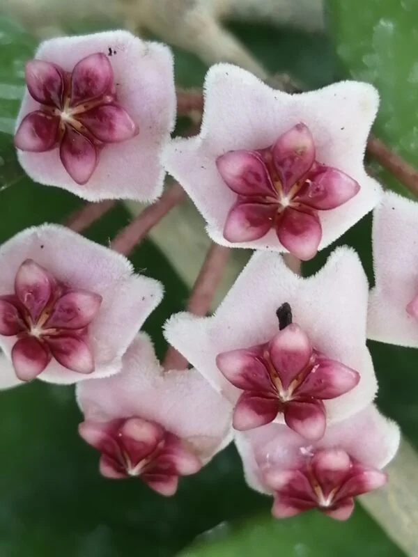 Hoya obovata Splash, foto 2