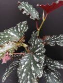 Begonia maculata Spotlight Dark