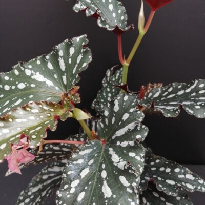 Begonia maculata Spotlight Dark