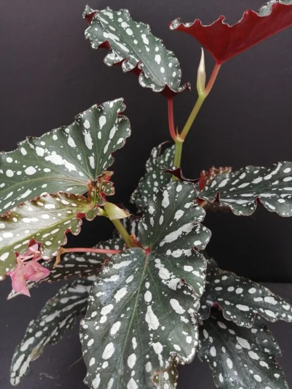 Begonia maculata Spotlight Dark, pianta da interno