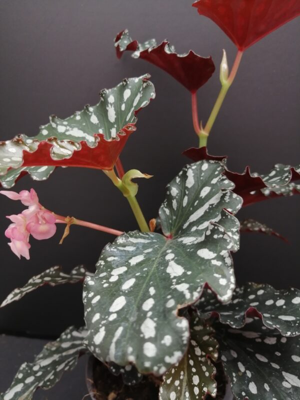 Begonia maculata Spotlight Dark - immagine 4