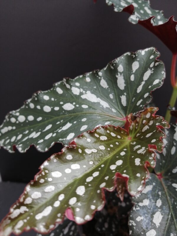 Begonia maculata Spotlight Dark - immagine 3