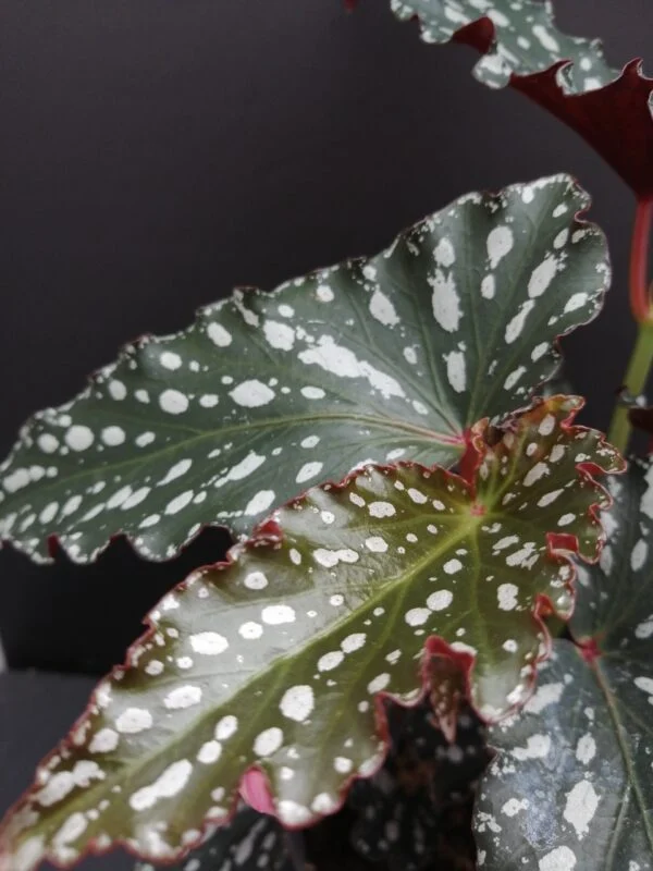 Begonia maculata Spotlight Dark, foto 3