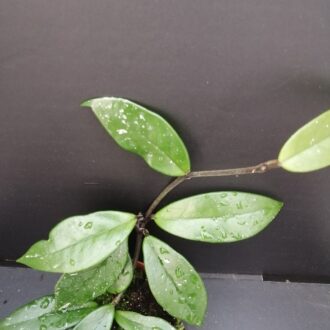 Hoya Stardust