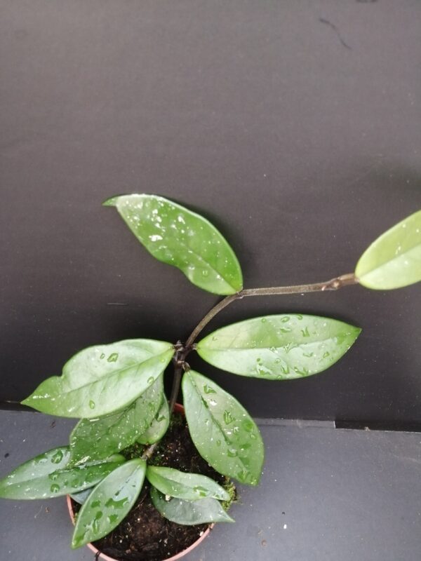 Hoya Stardust