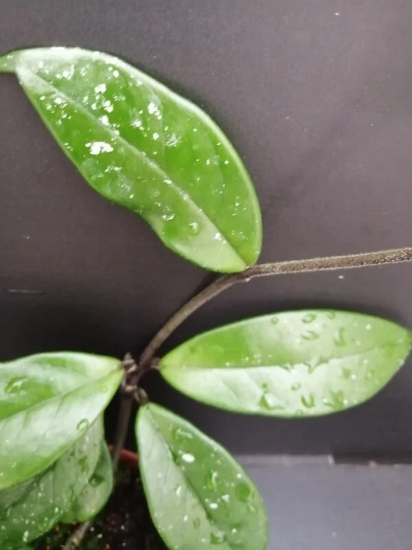 Hoya Stardust, foto 2
