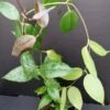 Hoya paziae, pianta da interno