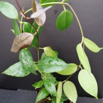 Hoya paziae