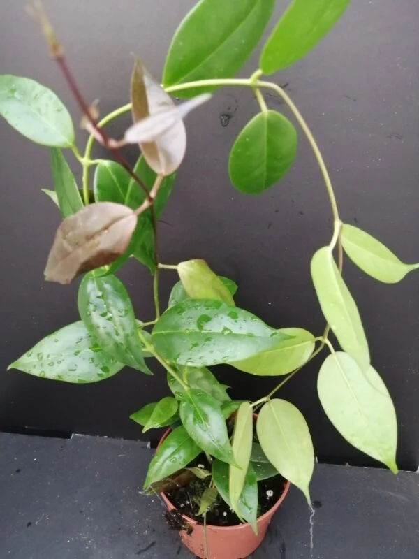 Hoya paziae, pianta da interno