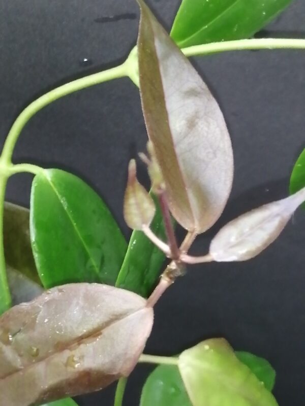 Hoya paziae - immagine 2