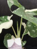 Monstera Thai Costellation