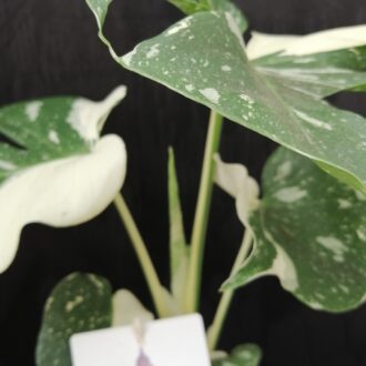 Monstera Thai Costellation