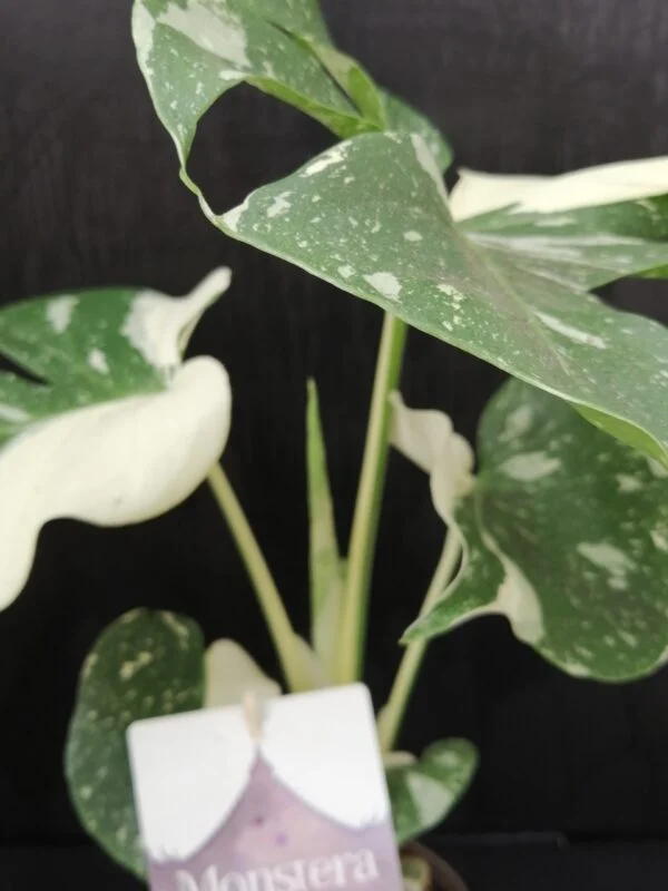Monstera Thai Costellation, pianta da interno