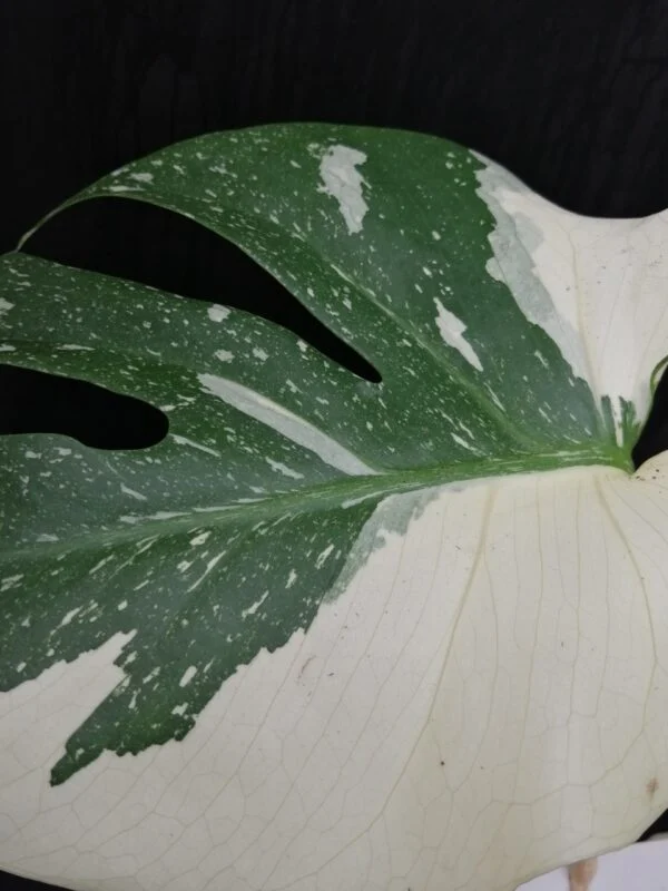Monstera Thai Costellation, foto 2